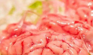 猪脑营养价值及功效 猪脑营养价值功效作用