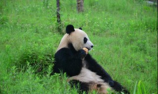 哪个保护区有大熊猫之乡的美称 哪个自然保护区是保护大熊猫的