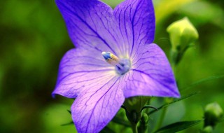 紫花桔梗的热量 紫桔梗花束
