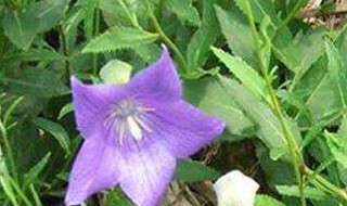吃紫花桔梗的注意事项 紫桔梗花的花语是什么