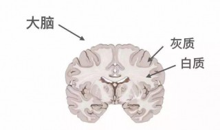 灰质和白质由什么组成 灰质由什么组成白质由什么组成