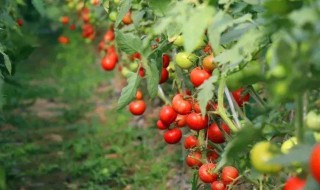圣女果和小番茄有什么区别吗图片 圣女果和小番茄有什么区别吗
