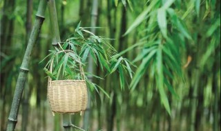 竹子生长周期 竹子生长速度