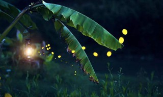 如何养萤火虫 如何养活萤火虫
