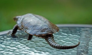 平胸鹰嘴龟人工饲养方法 平胸鹰嘴龟的功效与作用
