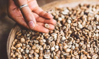 咖啡豆的生豆制作方法 咖啡豆的生豆制作方法是什么