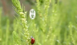 惊蛰节气养生要注意哪些 惊蛰节气养生注意什么