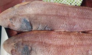 鳎米鱼怎么做最好吃 鳎米鱼的做法和配方