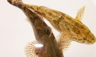 沙塘鳢怎么吃 沙塘鳢鱼多少钱一斤