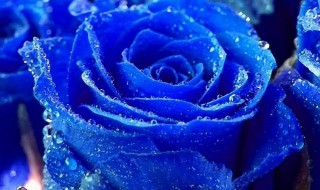 蓝色玫瑰花语是什么? 蓝色玫瑰花语是什么意思