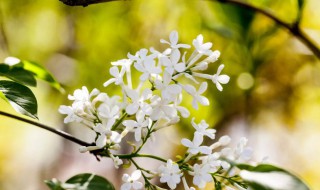 丁香花花语是什么意思 丁香花花花语