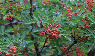 花椒树修剪方法（花椒树修剪方法花杪）