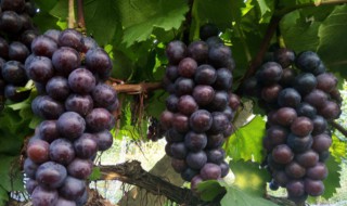 夏黑葡萄种植技术与管理 夏黑葡萄亩产量一般多少斤
