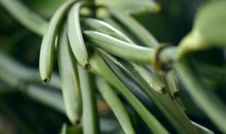 中国哪里有种植香草荚（国内种植香草荚）