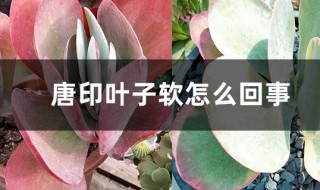 唐印叶子变软怎么回事（唐印叶子变软怎么办）