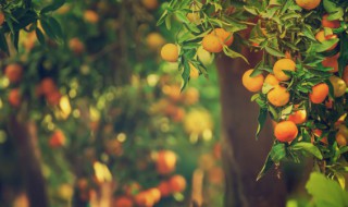 橘子能不能和柿子一起吃 橘子可否和柿子一起吃