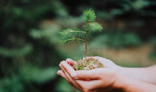 沙漠常见的固沙植物（沙漠常见固沙植物 柠条）