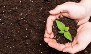种菜之前要对土怎么处理 种植蔬菜前土壤应该怎么处理