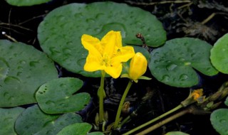 水上烟花浮萍怎么养 水上烟花浮萍怎么养才能活