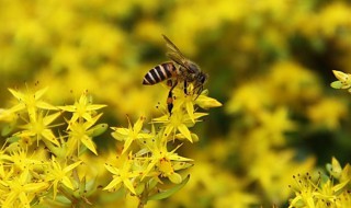 春季如何用空箱诱蜂 空箱怎么引蜜蜂