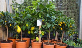 柠檬树盆栽在家里禁忌 柠檬修剪方法示范图片
