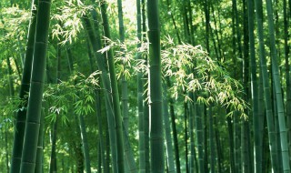 中国有多少种竹子都是什么名字 中国有多少种竹子