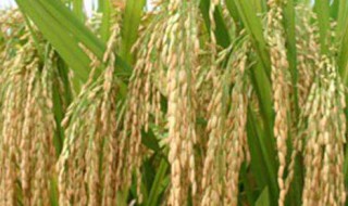 水稻种子什么时候播种 水稻什么时候下种子
