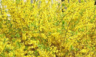 迎春花和连翘花是一种花吗 迎春花和连翘花开花时间