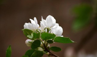 果树开花就要授粉吗 果树开花就要授粉吗图片