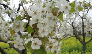梨树开花的时候可以打药吗 梨子树开花时能打药吗