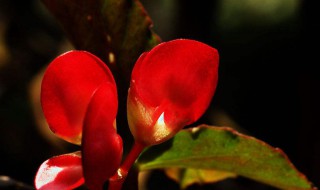 竹节海棠如何开花 竹节海棠开花季节怎样浇水