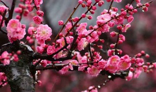 樱花在中国南方能种活吗 樱花在我国南方适合种植吗