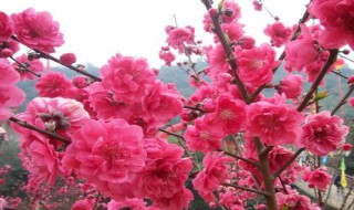 映山红的花有什么功效 映山红花的花语是什么