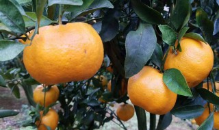 广西橘子成熟的季节是几月 广西橘子有哪些品种