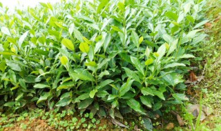 茶树苗什么季节种植最好 茶树苗什么季节种植