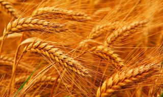 收麦子是秋天还是夏天 小麦什么时候收割季节
