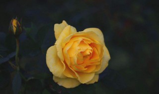 黄玫瑰的花语是什么意思女人 黄玫瑰的花语是什么