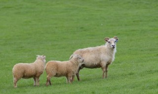 羊几个月发情 羊几个月生小羊