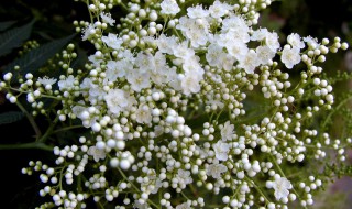 珍珠绣线菊介绍 珍珠绣线菊怎么养护