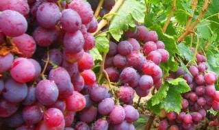 葡萄是几月份长的 葡萄是哪个季节长