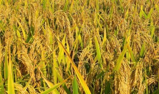 谁是最早种植水稻的国家 最早种植水稻的国家