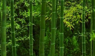 竹子为什么后期长的快 竹子为什么后期长的快呢