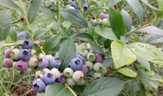 蓝莓布里吉塔几月开花 蓝莓布里吉塔几月开花啊