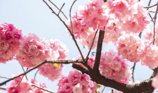 桃花和杏花的开花时间 桃花和杏花是一个季节开吗