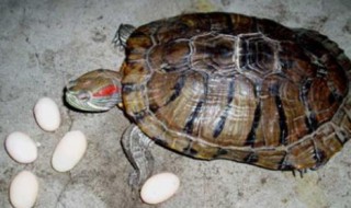 乌龟蛋怎么孵化成小乌龟 乌龟蛋怎么孵化