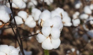 棉花种植季节表 棉花种植季节