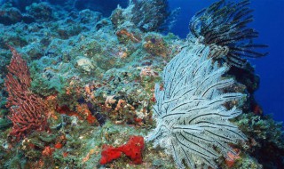 海底礁石可以拿来做什么 海底礁石是什么颜色