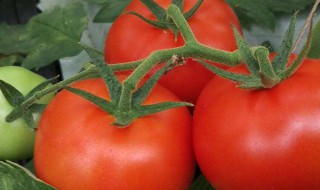 西红柿能做的零食 西红柿可以做什么小零食