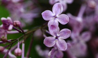 紫丁香哪个季节开花 紫丁香几月开花