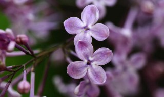 紫丁香哪个季节开花 紫丁香7月份还开吗
